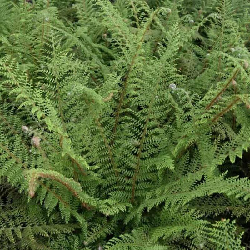 Polystichum setiferum (Divisilobum Group) 'Herrenhausen' ---